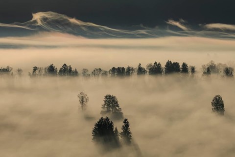 Foggy mood, fog, morning light, backlight, autumn, Loisach-Lake Kochel-Moor, foothills of the Alps,