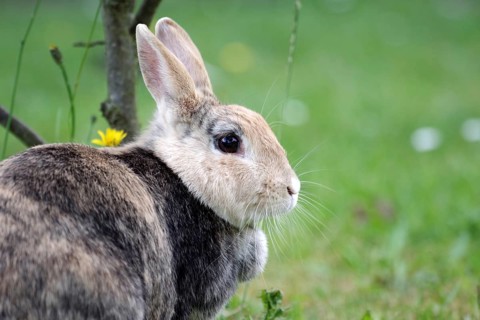Rabbit (Oryctolagus cuniculus domestica), portrait, garden, portrait of pretty domestic rabbit in