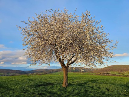 Apple tree (Malus) in full bloom, in a meadow in spring, Mönchberg, Mltenberg, Spessart, Bavaria,