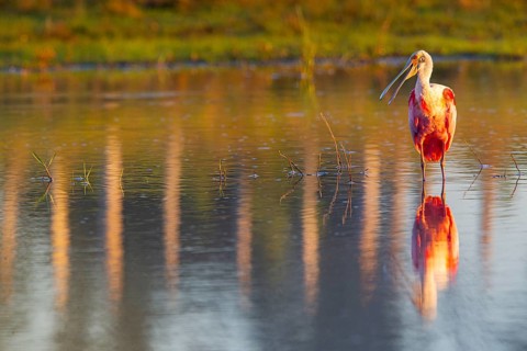 Roseate spoonbill (Ajaia ajaja) Pantanal Brazil
