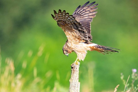 Montagu's harrier (Circus pygargus) wbl Germany