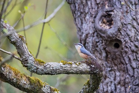 Nuthatch (Sitta europaea) Courtship song Germany