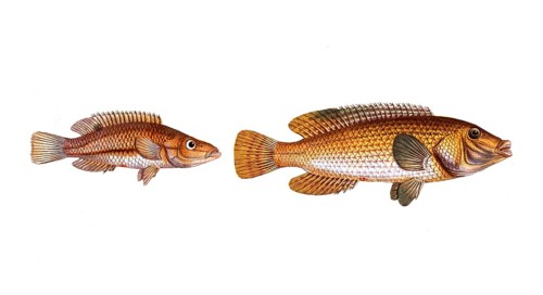 Fish, fish, left: Fish genus from the snapper family Lutjanus rostratus, the snouted Lutian. right,