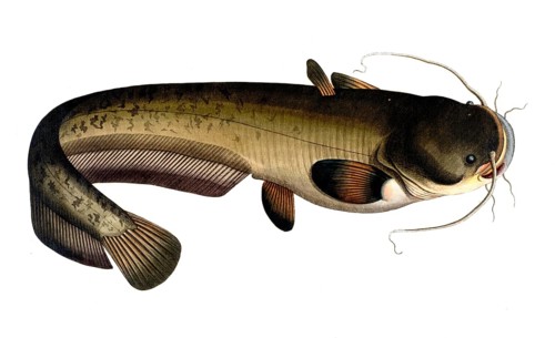 Fish, Fish, Fish genus from the family of the true catfishes within the order of the catfishes,