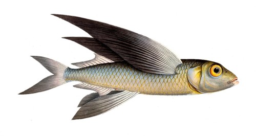 Fish, Flying fish, genus Flying fish, Exocoetus exsiliens, the Springfish, the Swallow, Historical,