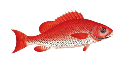 Fish, Fish, Wrasse family, Bodianus Aya, the Aya, Historical, digitally restored reproduction from