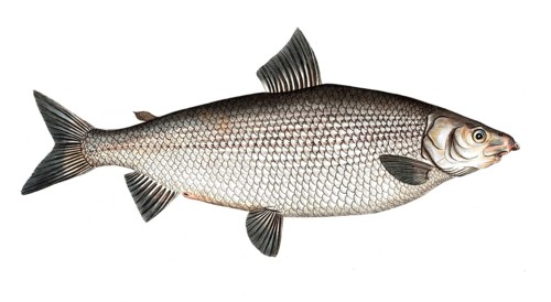 Fish, Fish, Salus Thymallus latus, the broad grayling, European grayling, Historical, digitally