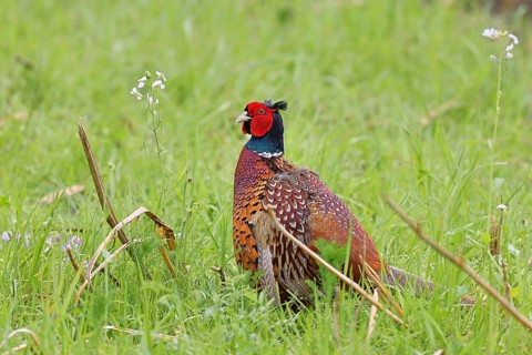 Pheasant, hunting pheasant (Phasianus colchicus), adult male bird in a meadow, wildlife, Lembruch,