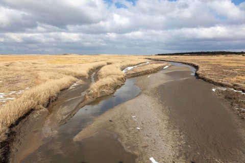 Tidal creek in the salt marshes between the sandbanks and dunes off Sankt Peter-Ording, Sankt