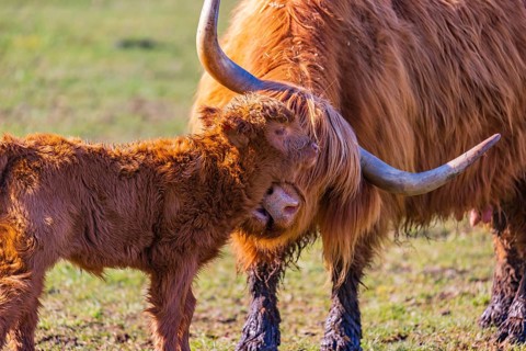 One Highland cow (Bos (primigenius) taurus) stands on a meadow and licks her calf clean