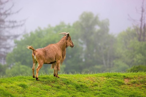 One Barbary sheep (Ammotragus lervia) stands on green hilly ground on a foggy day. Some trees stand