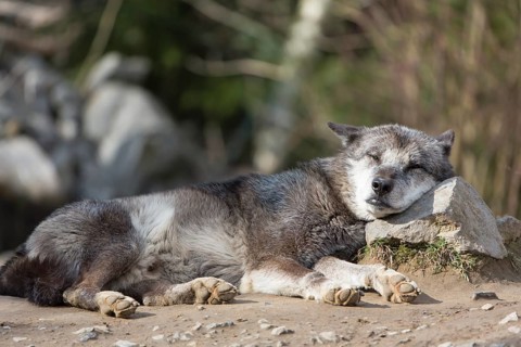 One Northern Timber wolf (Canis lupus occidentalis), or Mackenzie Valley wolf, lying on the ground,