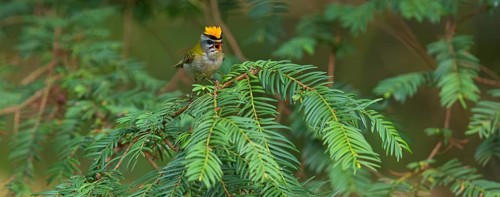 Goldcrest, Regulus ignicapillus, Luce, Mountain area, Luce, Styria, Slovenia, Europe