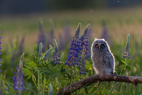 One young long-eared owl (Asio otus), sitting on a branch that is lying in a field of flowering