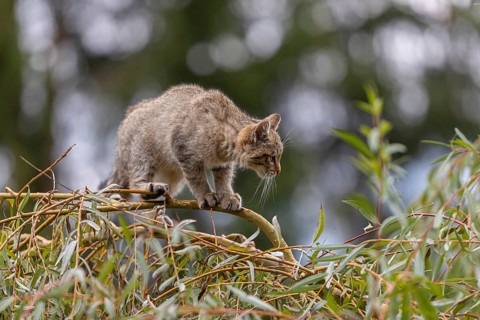 One young European wildcat, Felis silvestris silvestris, sitting in a green weeping willow tree.