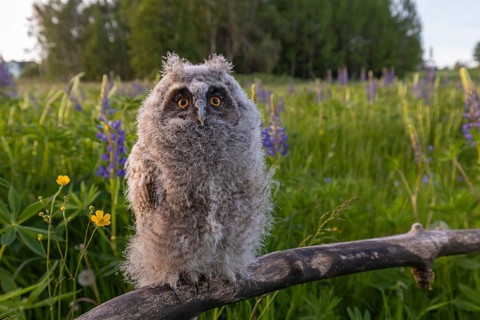 One young long-eared owl (Asio otus), sitting on a branch that is lying in a field of flowering