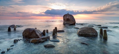 Sunrise on the shore of the Baltic Sea, stones and old groynes in the water, seagull sitting on
