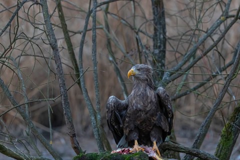 One white-tailed eagle (Haliaeetus albicilla) sitting on a small hammock feeding on a common carp.