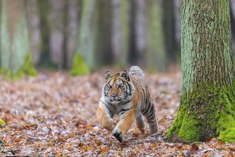 One young female Siberian Tiger, Panthera tigris altaica, running thru a forest
