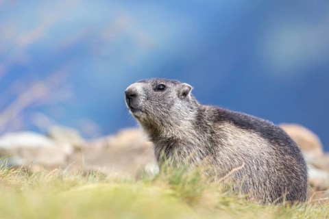 One Alpine Marmot, Marmota marmota, standing in tall grass. Side view portrait. Green grass and