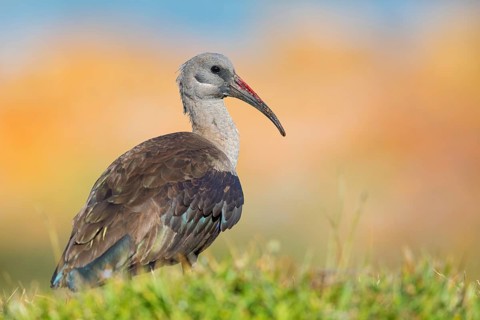 Hagedash, Hadada Ibis, (Bostrychia hagedash), Ibis, Table Mountain National Park Cape of Good Hope