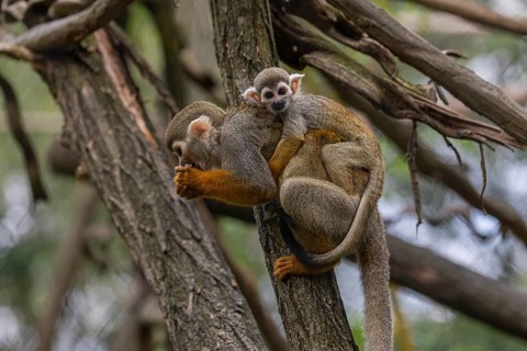 One female Central American squirrel monkey, Saimiri oerstedii, carrying her baby. Green vegetation