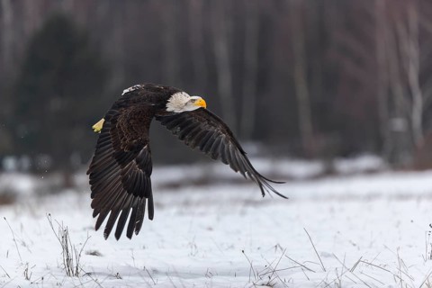 One Bald Eagle, Haliaeetus leucocephalus, flying over a snowy meadow with a birch tree forest in