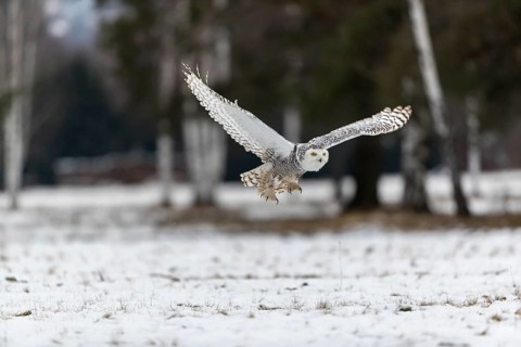 One snowy owl, Bubo scandiacus, Bubo scandiaca, Nyctea scandiaca flying over a snowy meadow with a