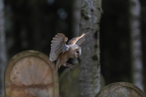 One barn owl (Tyto alba) flying on a historic graveyard in a forest between the gravestones. Green