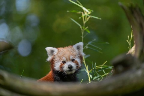 One red panda, Ailurus fulgens, sitting on a branch of a dead tree. Fresh green vegetation in the