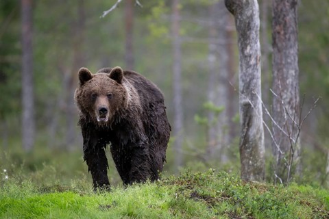 Brown bear (Ursus arctos) in the Finnish taiga, Kuusamo, Finland, Europe