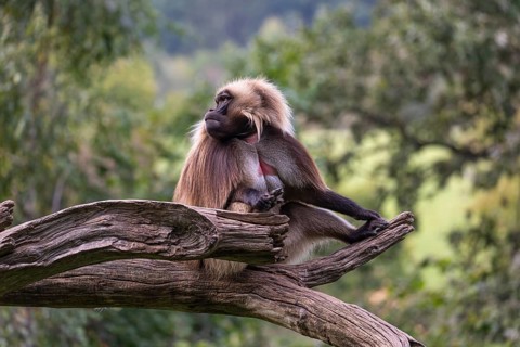 Portrait of an adult male Gelada (Theropithecus gelada), or bleeding-heart monkey, resting on a log