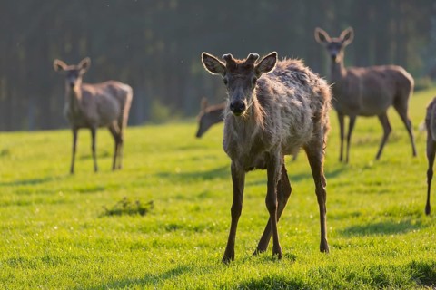 Altai maral, Altai wapiti or Altai elk, standing on meadow in backlight. Springtime with fresh