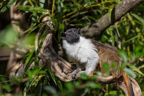 One pied tamarin (Saguinus bicolor) or Brazilian Bare-faced Tamarin, sitting on a branch of a green