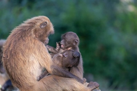 One female with 2 baby Gelada (Theropithecus gelada), or bleeding-heart monkey sitting on a log,