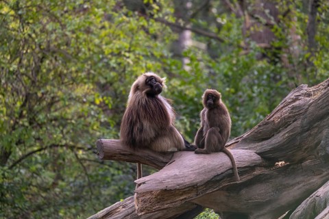 One adult male and one adult female Gelada (Theropithecus gelada), or bleeding-heart monkey,