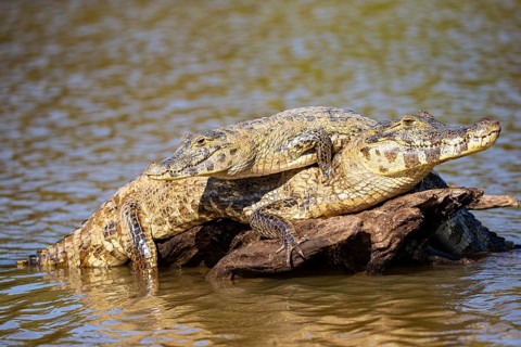 Spectacled caiman (Caiman crocodilius) Panatanal Brazil