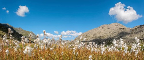 Cotton grass meadow in the Alps in a valley of the Gran Paradiso National Park. Valsavaranche,