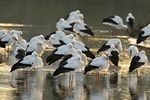 White storks (Ciconia ciconia), large flock roosting in shallow water, Flachsee, Canton Aargau,