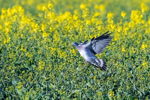 Common wood pigeon (Columba palumbus) landing in flowering rape field in spring