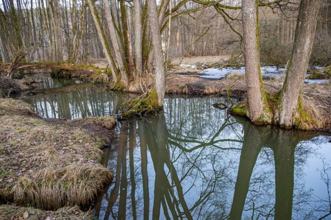 Winterladscape of a swamp with water and trees, Lengenbach, Deining, Upper Palatinate, Bavaria,