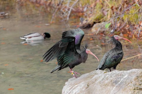 A Northern Bald Ibis (Geronticus eremita) landing on a rock on the riverbank
