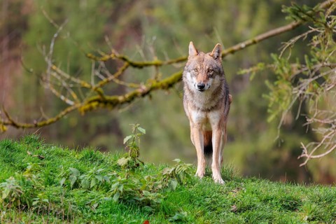 A female eurasian grey wolf (Canis lupus lupus) stands on green meadow on top of a hill