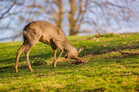 A roebuck (Capreolus capreolus) sweeps his antlers on the ground