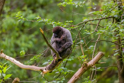 A common woolly monkey, brown woolly monkey, or Humboldt's woolly monkey (Lagothrix lagothricha)