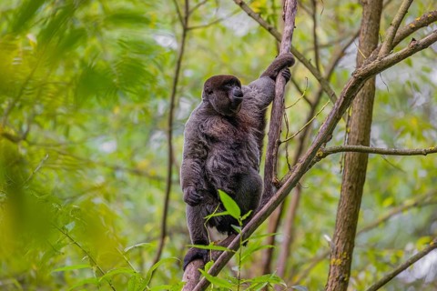 A common woolly monkey, brown woolly monkey, or Humboldt's woolly monkey (3) (Lagothrix