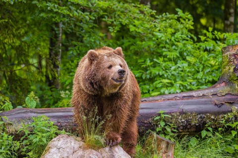 A female eurasian brown bear (Ursus arctos arctos) stands on a rock lying at a forest edge in early