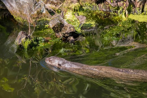 One giant otter or giant river otter (Pteronura brasiliensis) swimming in a river, a mossy root of
