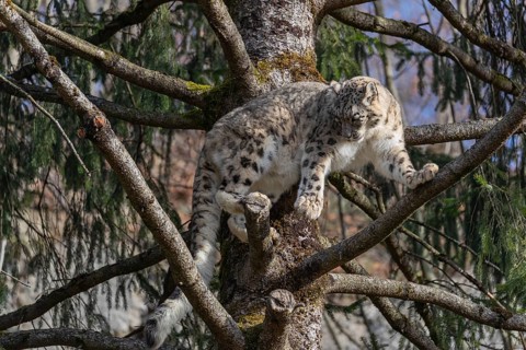 One adult snow leopard (Panthera uncia) standing high up in a tree, watching something in the
