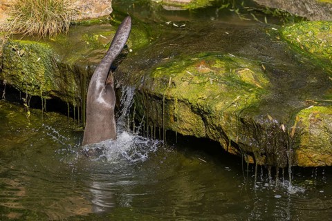 One giant otter or giant river otter (Pteronura brasiliensis) jumping down into the river from a
